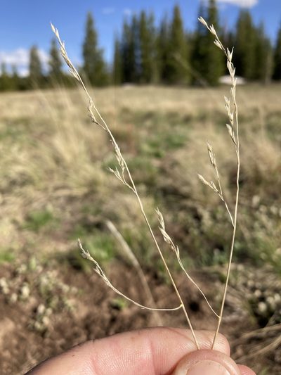 Festuca thurberi, photographed by Cecelia Alexander