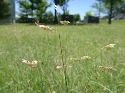Bouteloua dactyloides