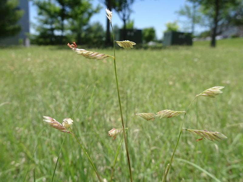 Bouteloua dactyloides, photographed by Thomas Koffel