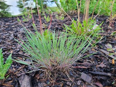 Hordeum jubatum, photographed by Celina Waldron