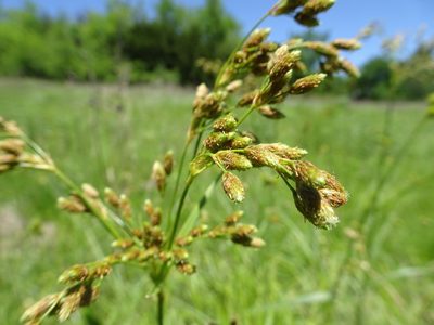 Scirpus pendulus, photographed by Thomas Koffel