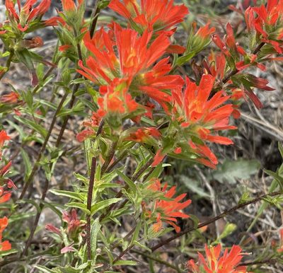 Castilleja affinis, photographed by Irene