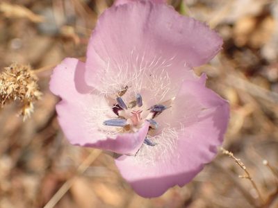 Calochortus splendens, photographed by George Williams