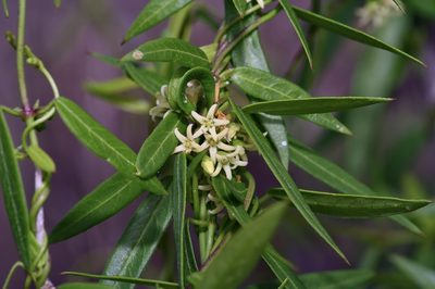 Metastelma palmeri, photographed by Michelle W. （鍾偉瑋）