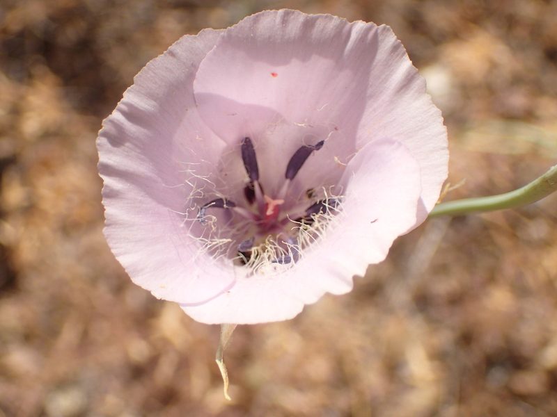 Calochortus splendens, photographed by George Williams