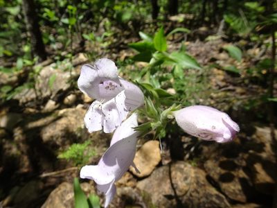 Penstemon cobaea, photographed by Thomas Koffel
