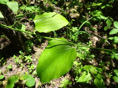 Smilax tamnoides, photographed by Thomas Koffel