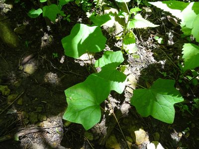 Menispermum canadense, photographed by Thomas Koffel