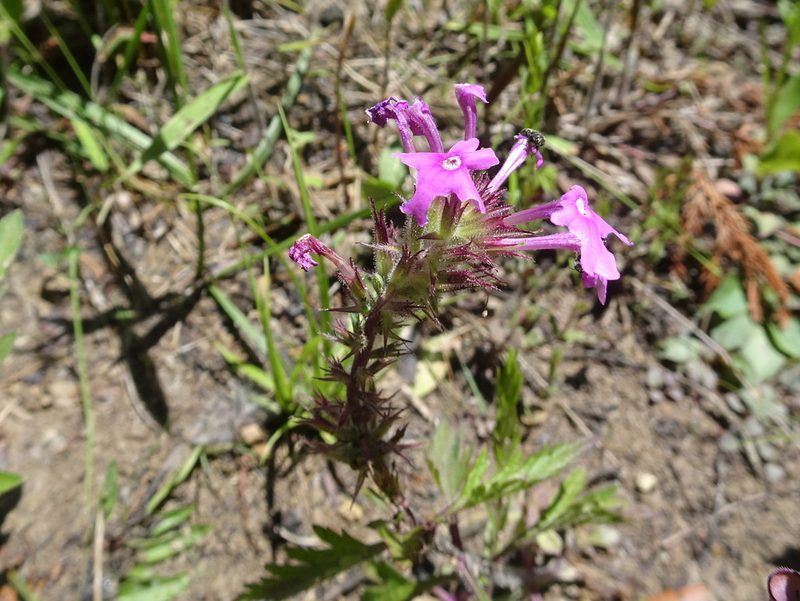Verbena canadensis, photographed by Thomas Koffel