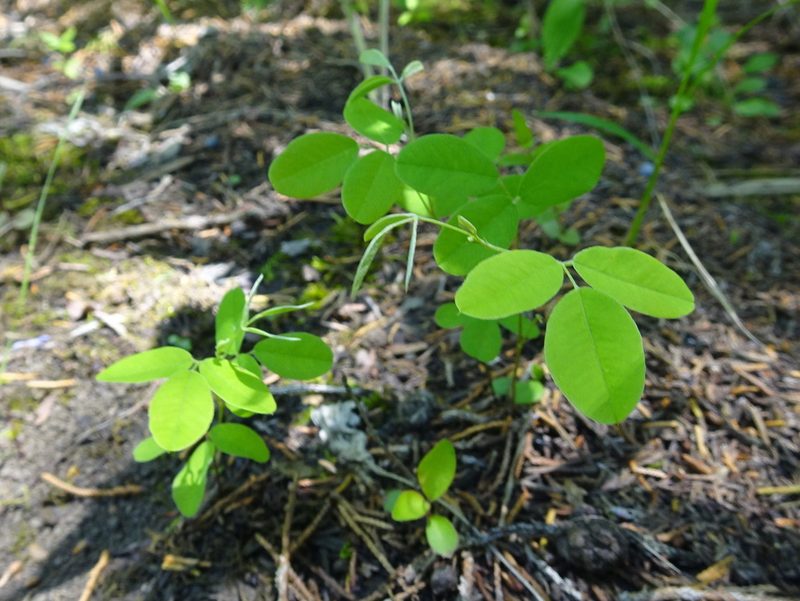 Lespedeza frutescens, photographed by Thomas Koffel