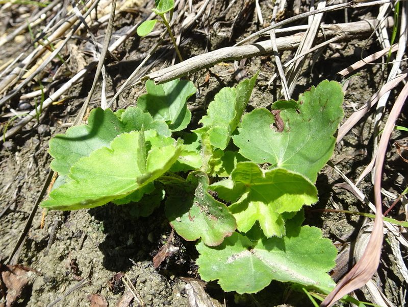 Heuchera richardsonii, photographed by Thomas Koffel