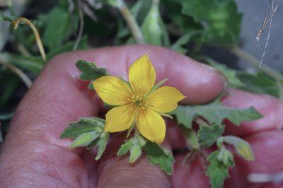 Mentzelia oligosperma