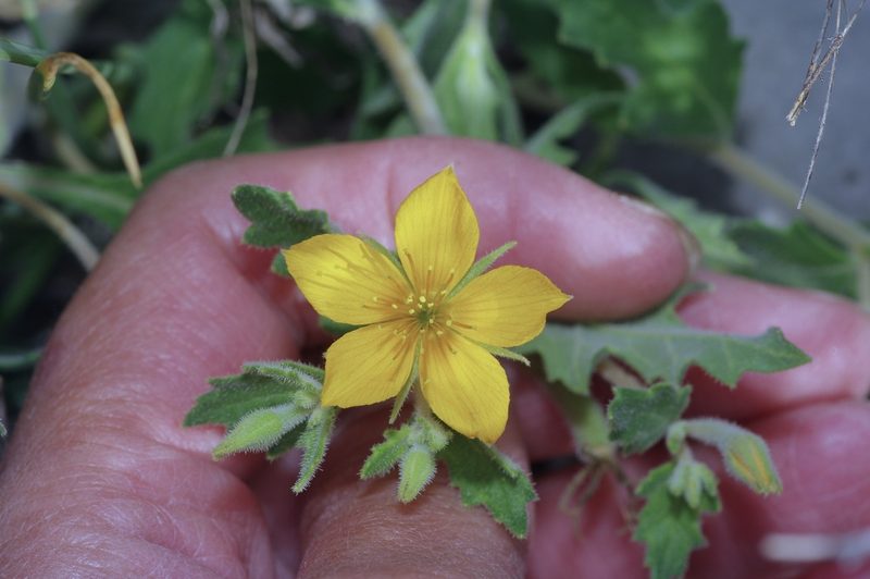 Mentzelia oligosperma, photographed by Michelle W. （鍾偉瑋）