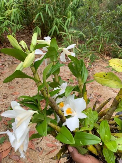 Dendrobium formosum, photographed by Utain Pummarin