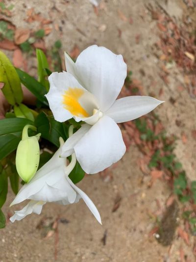 Dendrobium formosum, photographed by Utain Pummarin