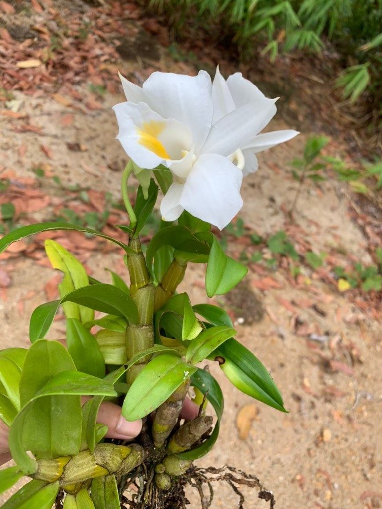 Dendrobium formosum, photographed by Utain Pummarin
