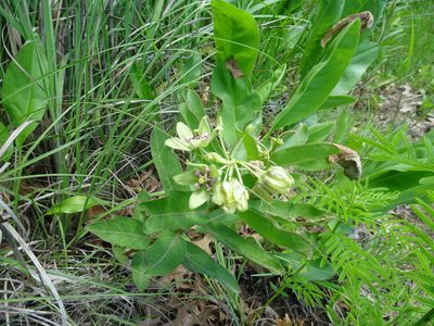 Asclepias viridis, photographed by Thomas Koffel