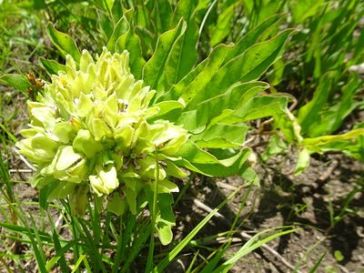 Asclepias viridis, photographed by Thomas Koffel