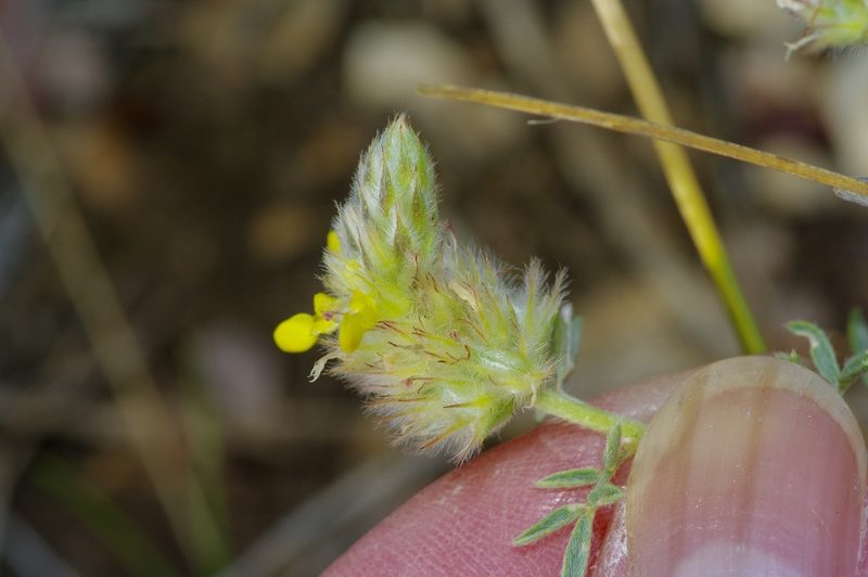 Dalea rubescens, photographed by Michelle W. （鍾偉瑋）