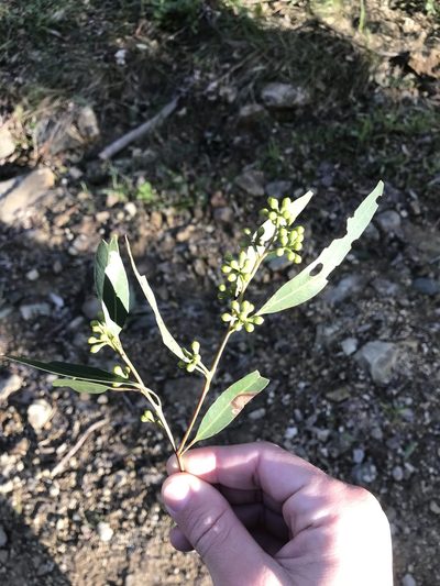 Eucalyptus propinqua, photographed by brandon_hewitt