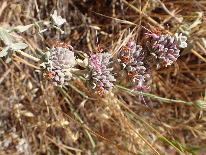 Salvia leucophylla, photographed by George Williams