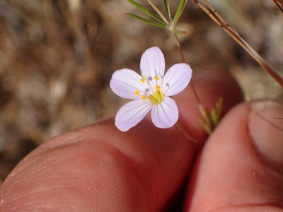 Leptosiphon liniflorus