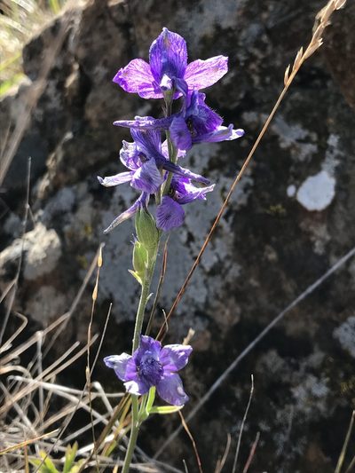 Delphinium hesperium, photographed by LJ Moore-McClelland