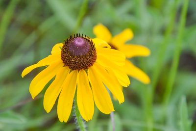 Rudbeckia hirta, photographed by Jay Pruett