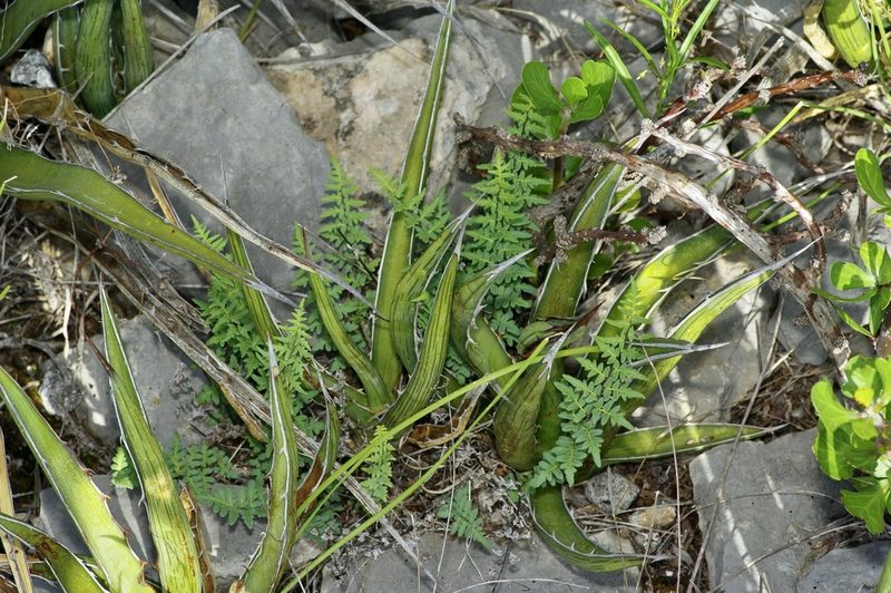 Myriopteris scabra, photographed by Michelle W. （鍾偉瑋）