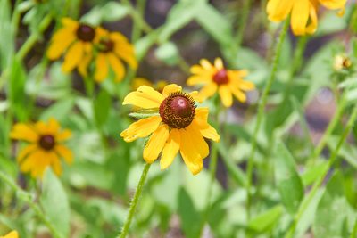 Rudbeckia hirta, photographed by Jay Pruett