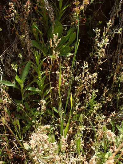 Juncus xiphioides, photographed by George Williams