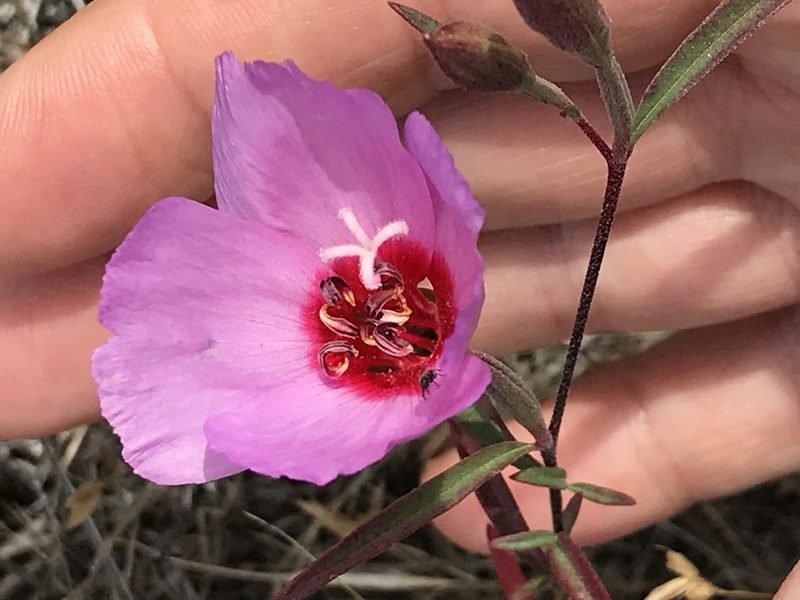 Clarkia rubicunda, photographed by LJ Moore-McClelland