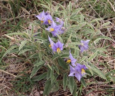 Solanum elaeagnifolium, photographed by Catherine C. Galley