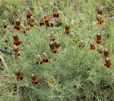 Ratibida columnifera, photographed by Catherine C. Galley