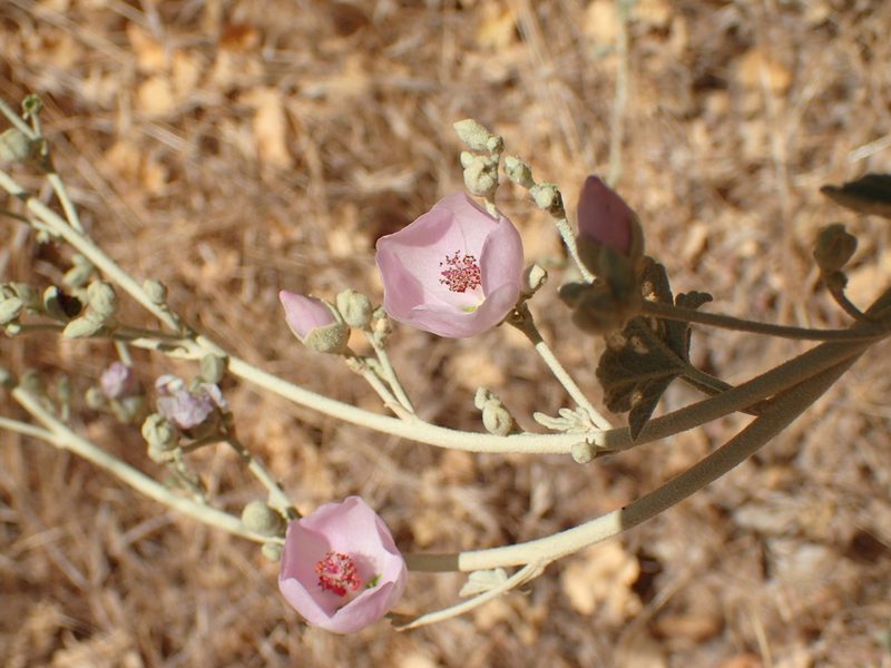 Malacothamnus nuttallii, photographed by George Williams