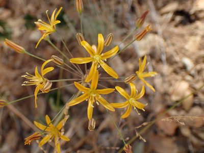 Bloomeria crocea, photographed by George Williams