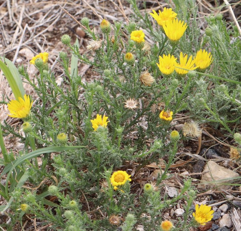 Xanthisma spinulosum, photographed by Catherine C. Galley