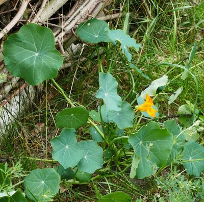 Tropaeolum majus, photographed by Willi Seiler