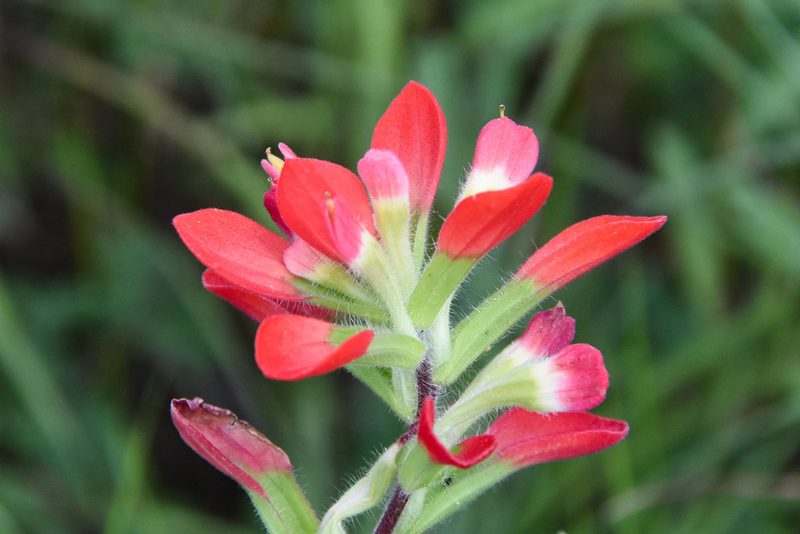 Castilleja indivisa, photographed by Jay Pruett