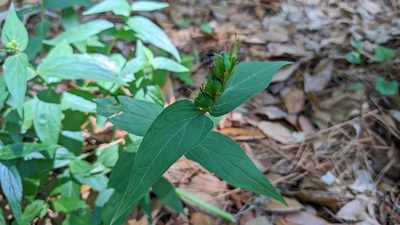 Spigelia marilandica, photographed by Joseph Aubert