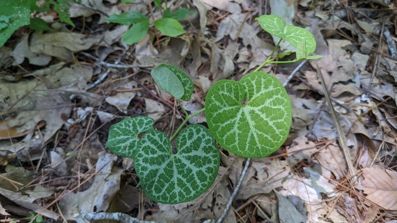 Aristolochia fimbriata, photographed by Joseph Aubert