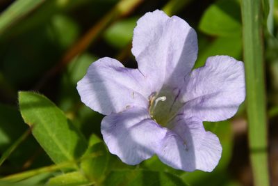 Ruellia humilis, photographed by Jay Pruett