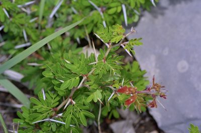 Vachellia rigidula