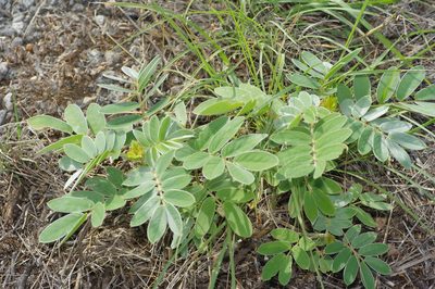 Senna lindheimeriana, photographed by Michelle W. （鍾偉瑋）
