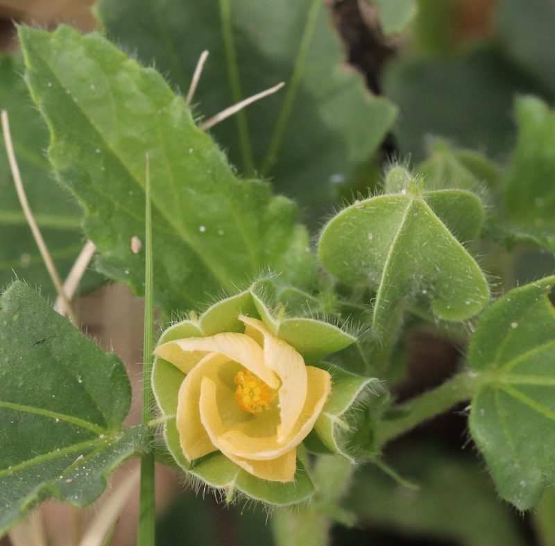 Rhynchosida physocalyx, photographed by Catherine C. Galley