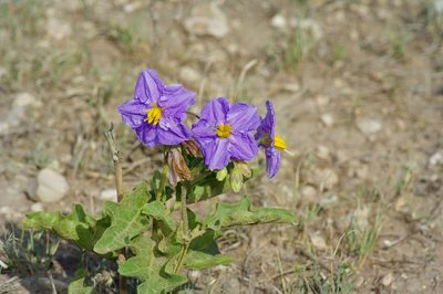 Solanum dimidiatum