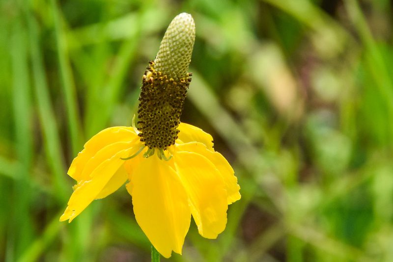 Ratibida columnifera, photographed by Jay Pruett