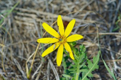Engelmannia peristenia, photographed by Michelle W. （鍾偉瑋）