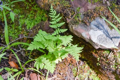 Woodsia obtusa, photographed by Jay Pruett