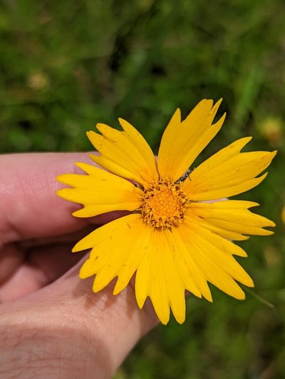 Coreopsis grandiflora, photographed by Alan Prather